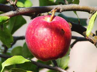Red apple 
