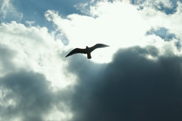 Seagull on a background of black clouds