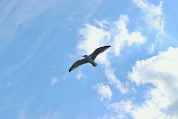 Sea gull on a background of blue sky
