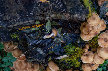 Mushrooms on a wooden stump - forest autumn scene