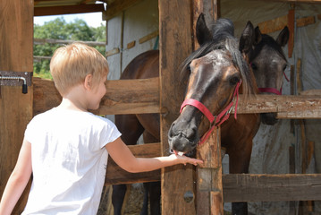 The child treats with sugar the horse. The horse is in the paddock and reaches for the palm.
