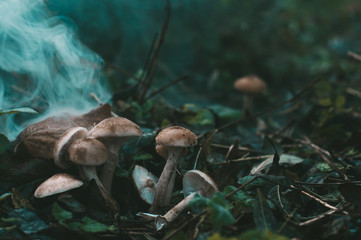Toxic mushrooms in the dark forest - magical scary scene for Halloween