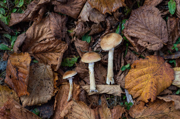 Picked mushrooms laying on the ground between fallen autumn leaves
