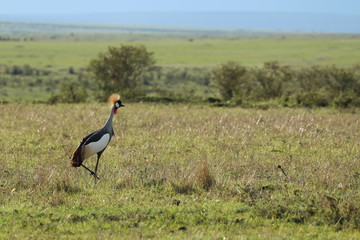 Crowned-crane bird in the african savannah.