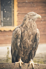 Bird Golden eagle in the zoo. A bird in captivity. Zoo animals.