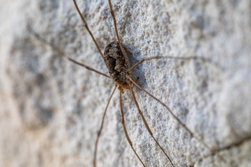 a close-up of a large weaver's spider sitting on a white exterior wall of a house
