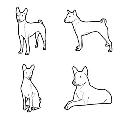 Basenji Animal Vector Illustration Hand Drawn Cartoon Art