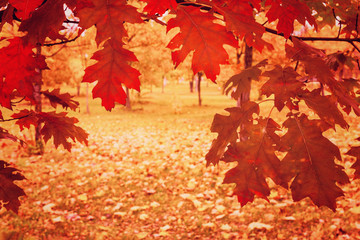 oak branch with red leaves in the park. autumn background with autumn trees and fallen leaves.