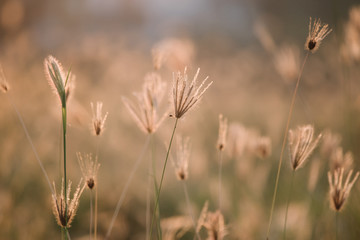 Obraz na płótnie Canvas blur flower grass at relax morning time with warm tone vintage