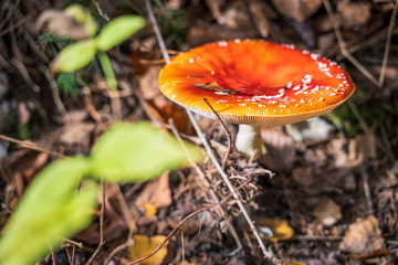 Roter Pilz