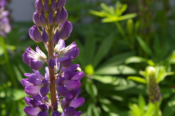 Fototapeta premium Lupin