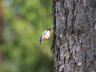 Close up wood Nuthatch or Eurasian nuthatch, climbing on larch tree trunk with head down. Green bokeh background, copy space.