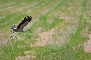 Oriental White Stork And Black-Headed Ibis Flying Over The Wetlands.