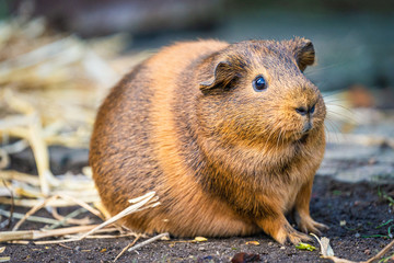 Nahaufnahme eines Meerschweinchens