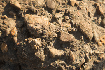 abstract background with dry round reeble stones