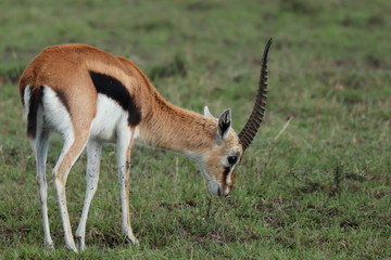 Naklejka na ściany i meble Thomson's gazelle in the african savannah.