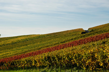 Fototapeta na wymiar Weinberg mit Rebzeilen im Herbst nach der Ernte im Sonnenlicht