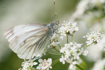 Study in White