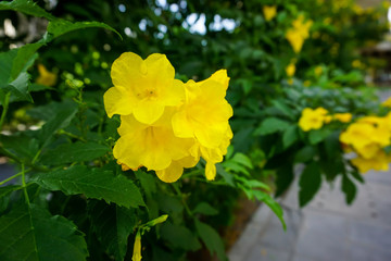 Bright yellow flowers in the garden