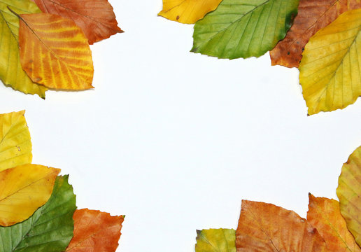autumn leaves frame