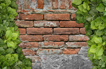 Old Texture brick wall, background, detailed pattern covered in ivy