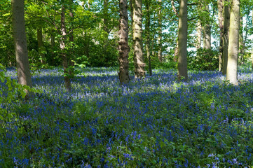 East Yorkshire Bluebell Wood