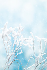 Winter background with snowy and iced branches of trees on blue sky backdrop. Christmas or New Year winter concept.