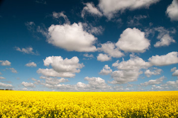 Obraz premium Yellow Flowers, Blue Sky