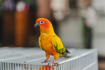 Macaws parrot sitting on perch of the cage.