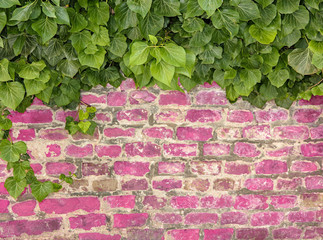 Old Texture brick wall, background, detailed pattern covered in ivy