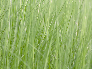 Lush green grass on meadow, spring summer outdoors close-up, copy space, wide format. Beautiful artistic image of purity and freshness of nature. Abstract bokeh background.