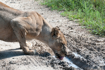 Lioness drinking