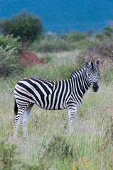 Burchell's Zebra