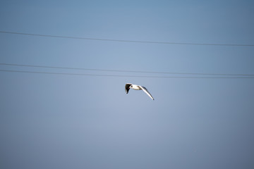 seagull in flight