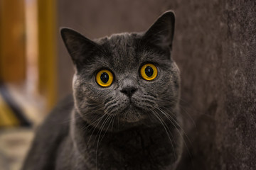 British cat looking at the camera