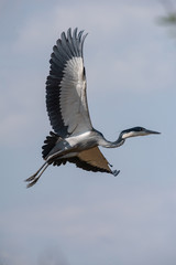 Black Heron