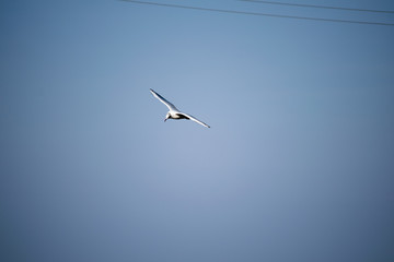 Fototapeta premium seagull in flight