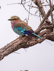 Lilac breasted roller