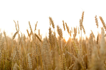 Fototapeta premium nature, summer, harvest and agriculture concept - cereal field with ripe wheat spikelets
