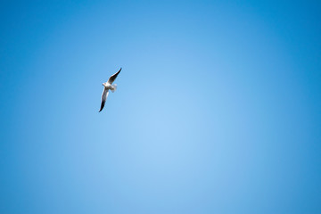 seagull in flight