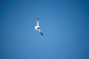 seagull in flight