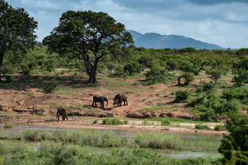 MAdikwe 2017