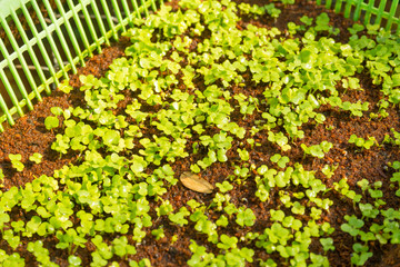 Micro green vegetable grow in the farm. Healthy lifestyle, stay young and modern restaurant cuisine concept 