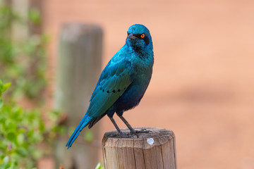 Cape Glossy Starling