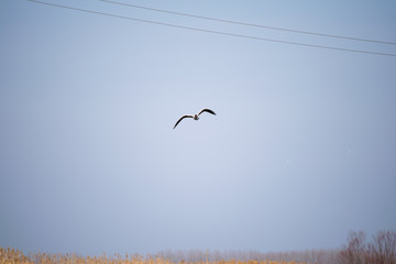 seagull in flight in the sky