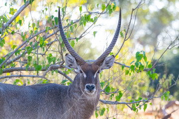 Waterbuck in Kruger