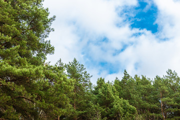 Forest against the sky