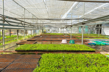 Micro green vegetable grow in the farm. Healthy lifestyle, stay young and modern restaurant cuisine concept 