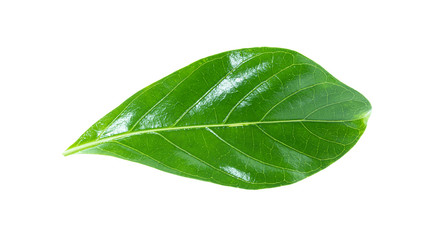 Obraz premium Noni or Morinda Citrifolia green leaf isolated on white background with clipping path
