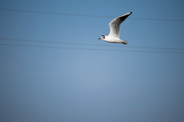 gull in flight